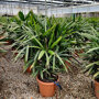 Bamboepalm (Rhapis excelsa)